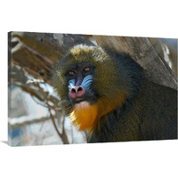 Mandrill-Canvas Art-40"x26.8"