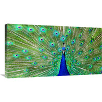 Majestic Peacock I-Canvas Art-36&quotx19.8"