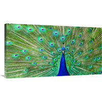 Majestic Peacock I-Canvas Art-40"x22"