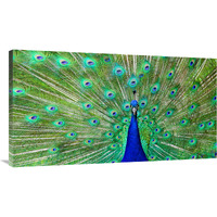 Majestic Peacock I-Canvas Art-44"x24.2"