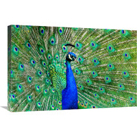 Majestic Peacock II-Canvas Art-30&quotx20.1"