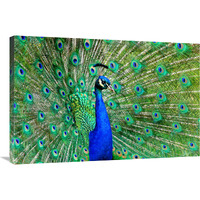 Majestic Peacock II-Canvas Art-36"x24.12"