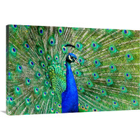 Majestic Peacock II-Canvas Art-40"x26.8"