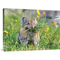 Pika-Canvas Art-36&quotx27"