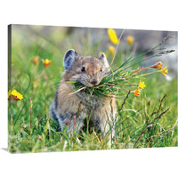 Pika-Canvas Art-40"x30"