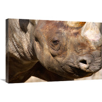 Rhino-Canvas Art-30"x20.1"