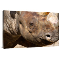 Rhino-Canvas Art-40"x26.8"