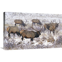 Searching the Snowy Meadow-Canvas Art-30"x19.5"