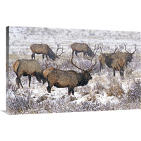 Searching the Snowy Meadow-Canvas Art-40"x26"