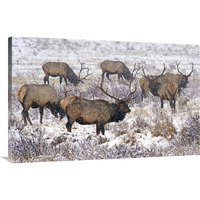 Searching the Snowy Meadow-Canvas Art-44"x28.6"