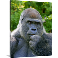 Lowland Silverback-Canvas Art-22.2"x30"