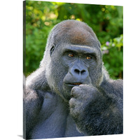 Lowland Silverback-Canvas Art-29.6&quotx40"