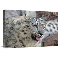 Snow Leopard-Canvas Art-30&quotx21"