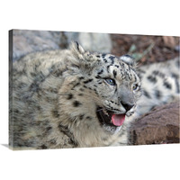 Snow Leopard-Canvas Art-36"x25.2"