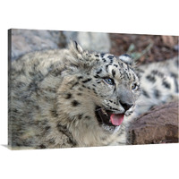 Snow Leopard-Canvas Art-40"x28"