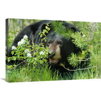 Lounging Black Bear-Canvas Art-30"x20.1"