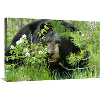 Lounging Black Bear-Canvas Art-36"x24.12"