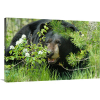 Lounging Black Bear-Canvas Art-40"x26.8"