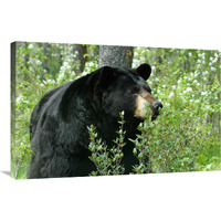 Spring Time in Bear Country-Canvas Art-36&quotx23.4"