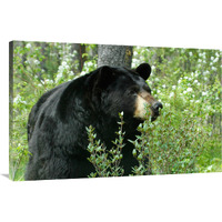 Spring Time in Bear Country-Canvas Art-44"x28.6"