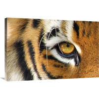 Tiger Eye-Canvas Art-36"x24.12"