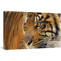 Tiger Cub-Canvas Art-30"x20.1"