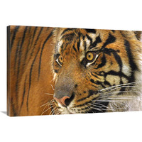 Tiger Cub-Canvas Art-36"x24.12"