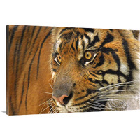 Tiger Cub-Canvas Art-40"x26.8"