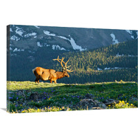 Timberline in Spring-Canvas Art-36"x24.12"