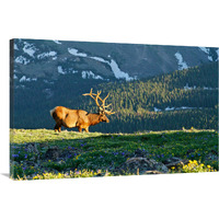 Timberline in Spring-Canvas Art-40"x26.8"