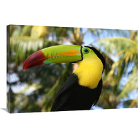 Tucan-Canvas Art-36"x24.12"