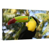 Tucan-Canvas Art-40"x26.8"