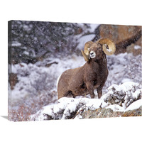 Bighorn Ram in Winter-Canvas Art-30"x22.5"