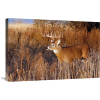 Whitetail Buck-Canvas Art-30"x20.1"