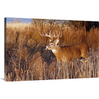 Whitetail Buck-Canvas Art-40"x26.8"