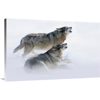 Brothers Howling-Canvas Art-40&quotx26"