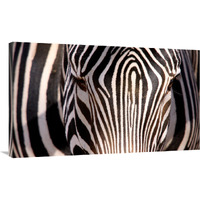 Zebra Head-Canvas Art-40"x24"