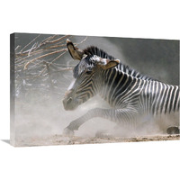 Zebra in the Dust-Canvas Art-30&quotx20.1"