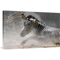 Zebra in the Dust-Canvas Art-40"x26.8"