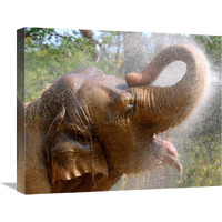 Elephant Bath-Canvas Art-22"x18.04"