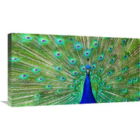 Majestic Peacock I-Canvas Art-30"x16.5"