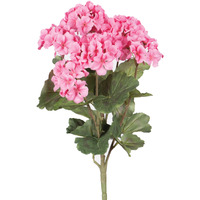 18" Coral Geranium Bush 4/pk