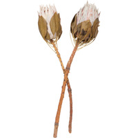 11-13" Blush King Protea Stem 2Pk