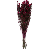 12-22" Raspberry Phylica Bundle 5oz