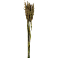 36" Natural Green Plume Reed Bundle 7oz