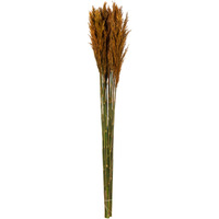 36" Autumn Plume Reed Bundle 7oz