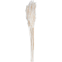 36" Bleached Plume Reed Bundle 7oz