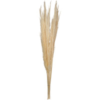 46" Bleached Pampas Grass 6Pk