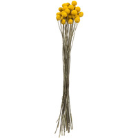 16-18" Yellow Billy Buttons 25-30 Stems