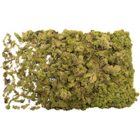 Light Green Reindeer Moss 8.8 lbs/Box